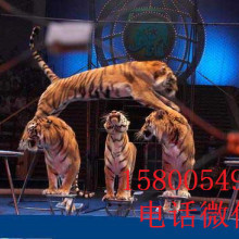 舞台艺术造型策划 以创意点亮表演的灵魂